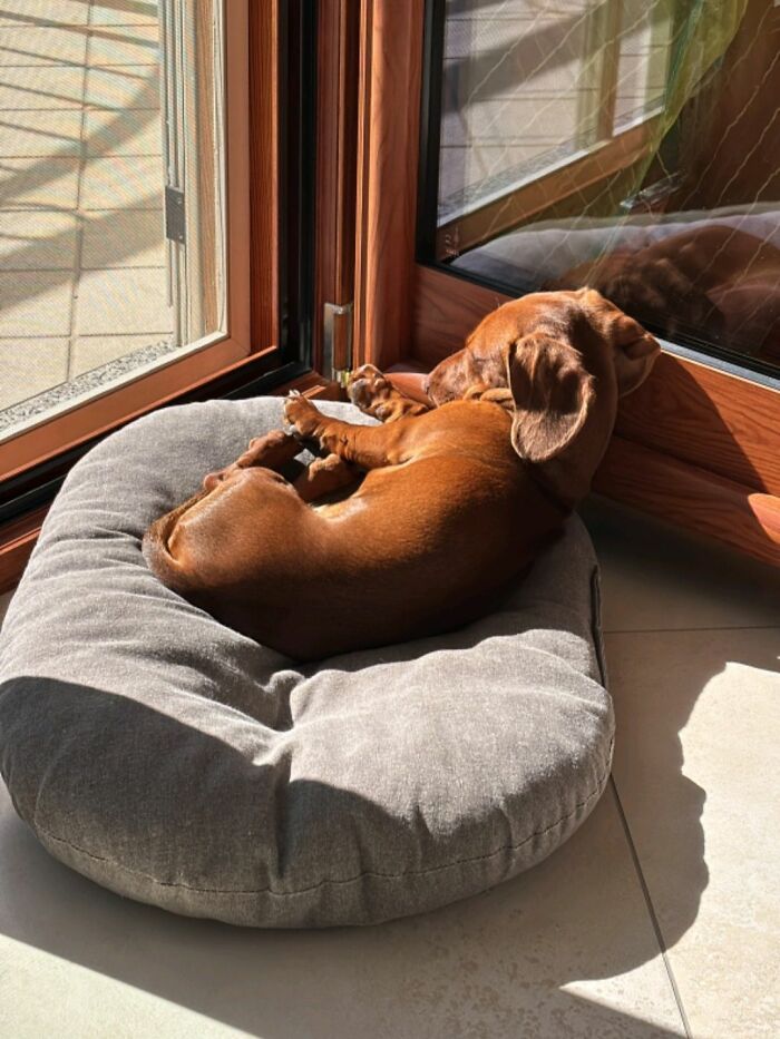 Get Ready to Smile: 30 Dogs Doing All The Silly, Cute Things