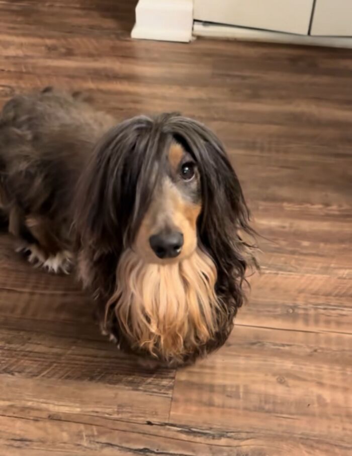 Get Ready to Smile: 30 Dogs Doing All The Silly, Cute Things