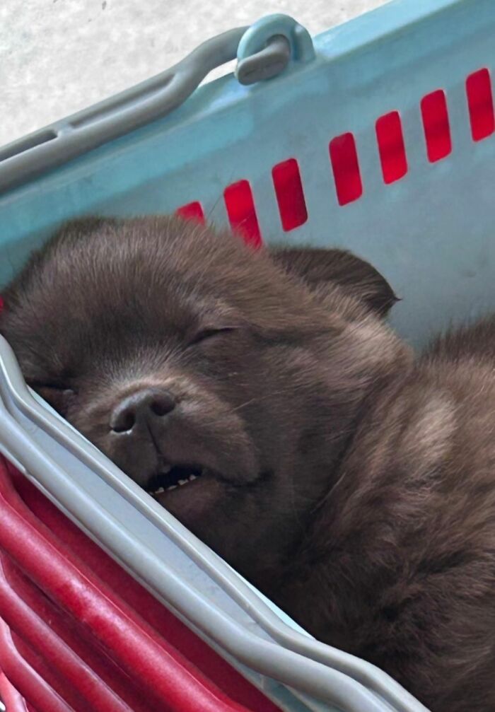 Get Ready to Smile: 30 Dogs Doing All The Silly, Cute Things