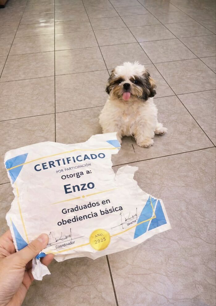 Get Ready to Smile: 30 Dogs Doing All The Silly, Cute Things