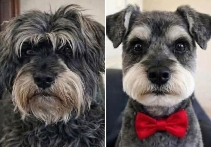 Get Ready to Smile: 30 Dogs Doing All The Silly, Cute Things