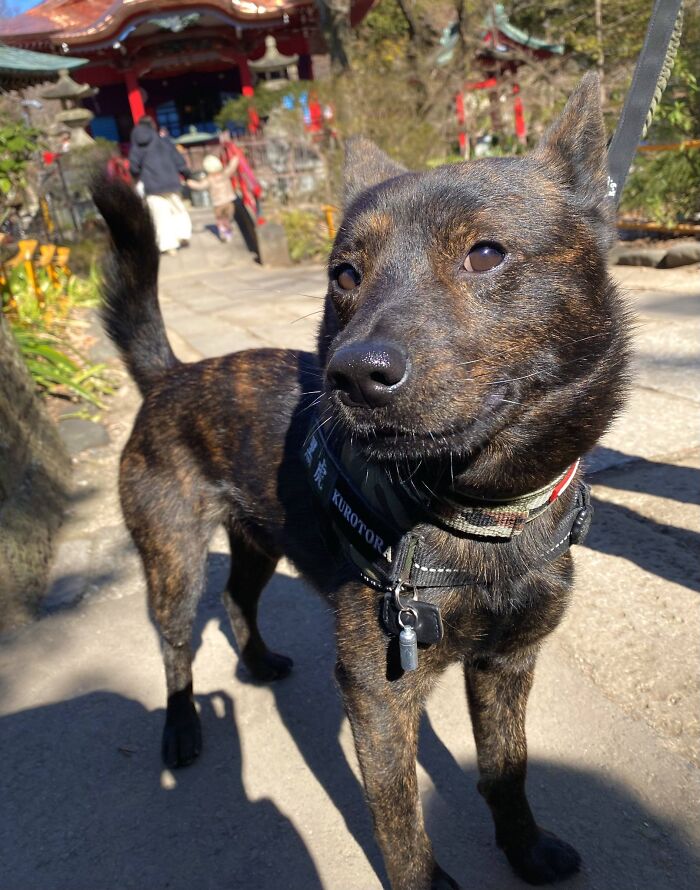 Get Ready to Smile: 30 Dogs Doing All The Silly, Cute Things