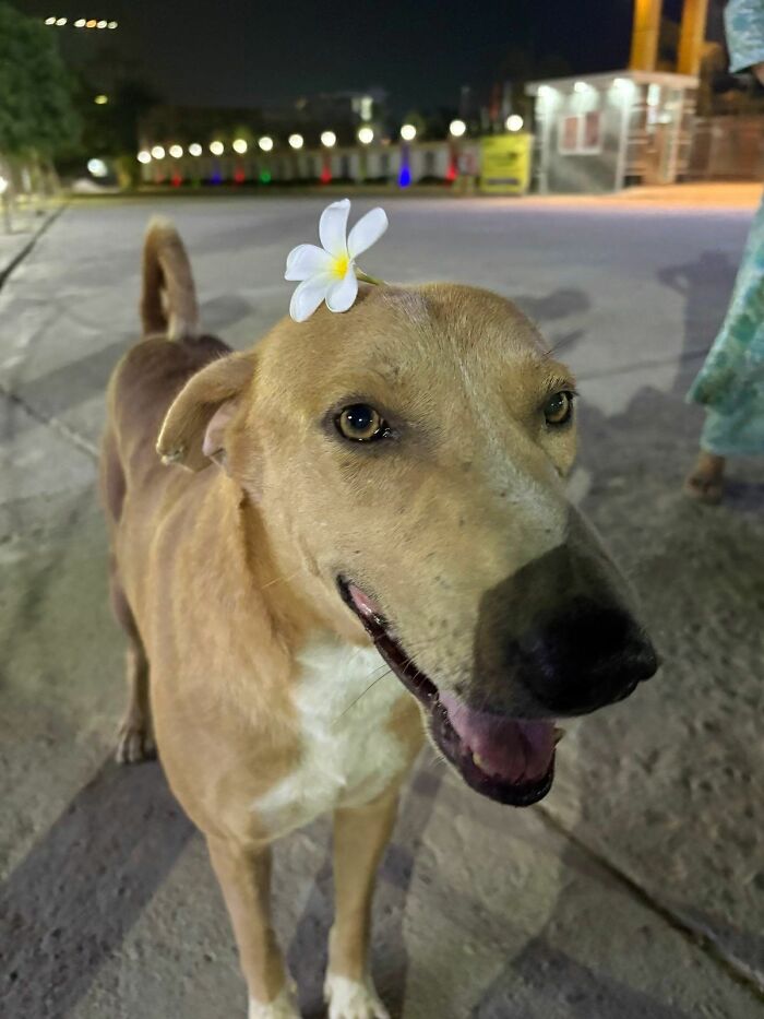 Get Ready to Smile: 30 Dogs Doing All The Silly, Cute Things