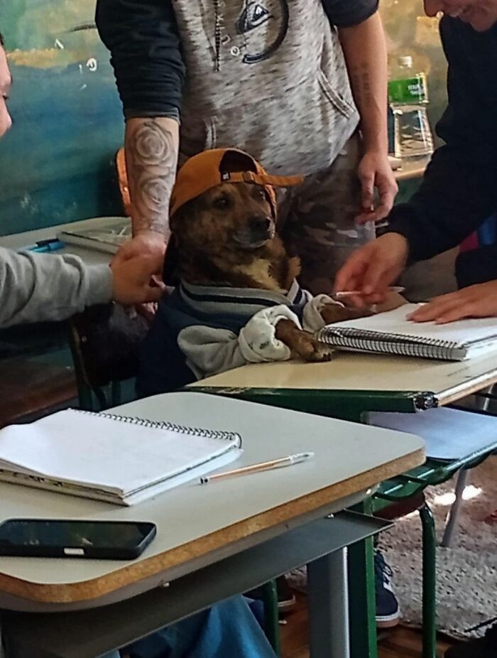 Get Ready to Smile: 30 Dogs Doing All The Silly, Cute Things