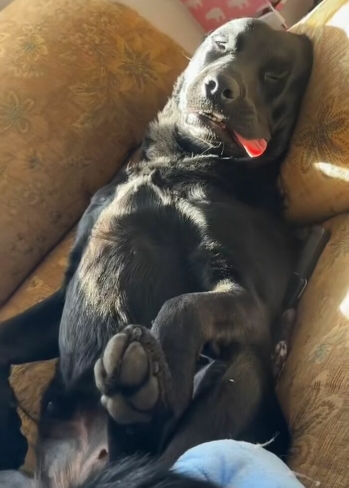 Get Ready to Smile: 30 Dogs Doing All The Silly, Cute Things