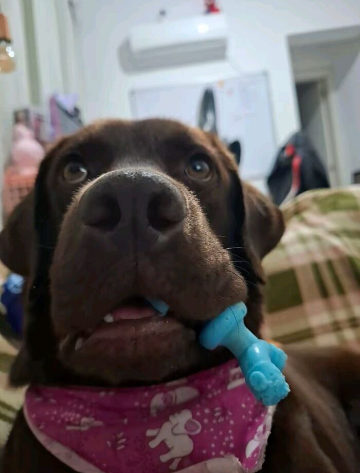 Get Ready to Smile: 30 Dogs Doing All The Silly, Cute Things