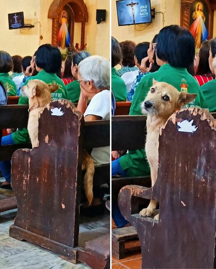 Get Ready to Smile: 30 Dogs Doing All The Silly, Cute Things