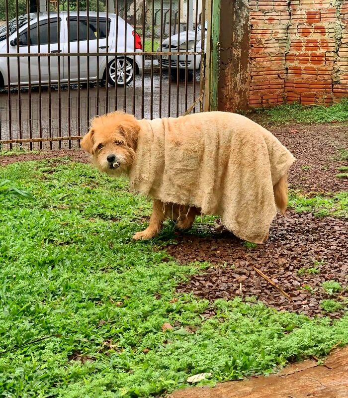 Get Ready to Smile: 30 Dogs Doing All The Silly, Cute Things