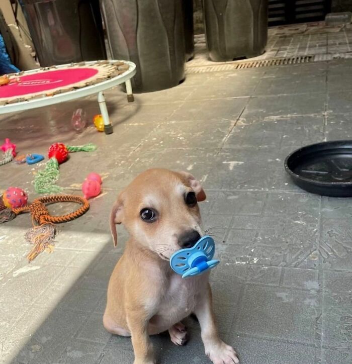 Get Ready to Smile: 30 Dogs Doing All The Silly, Cute Things