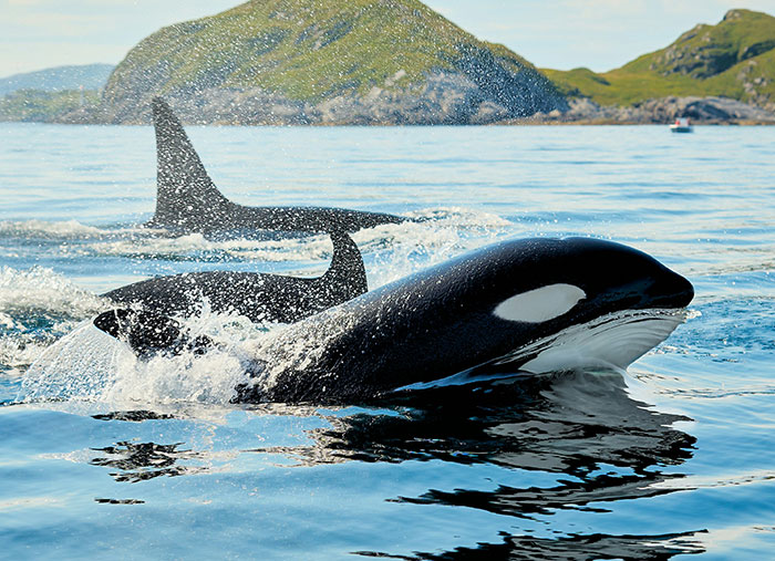 Let's Dive Into Some Wild Facts That'll Flip Your Brain Upside Down!