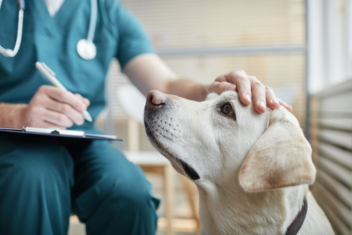 Patients Tell the Wildest Lies, and Doctors Can’t Stop Laughing