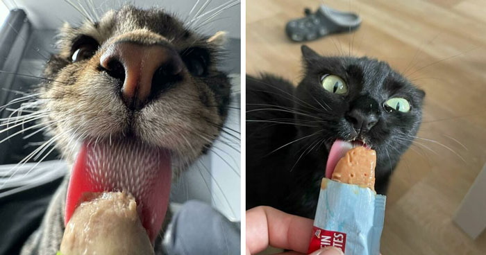 Cats + Their Food: 51 Hilarious Moments You Gotta See To Believe