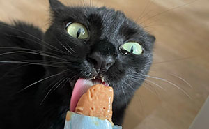 Cats + Their Food: 51 Hilarious Moments You Gotta See To Believe