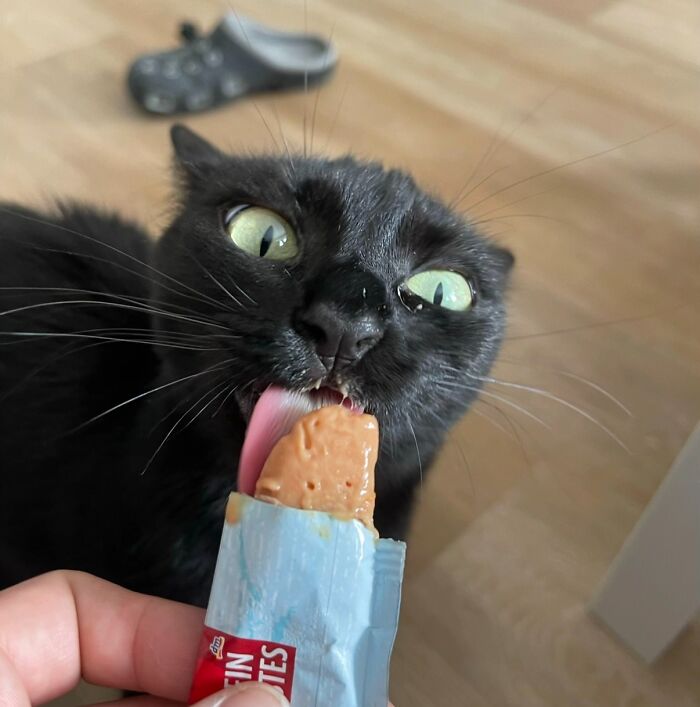 Cats + Their Food: 51 Hilarious Moments You Gotta See To Believe