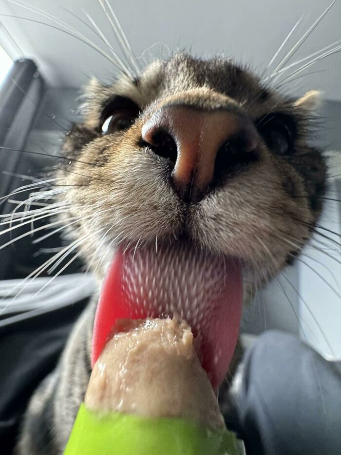 Cats + Their Food: 51 Hilarious Moments You Gotta See To Believe