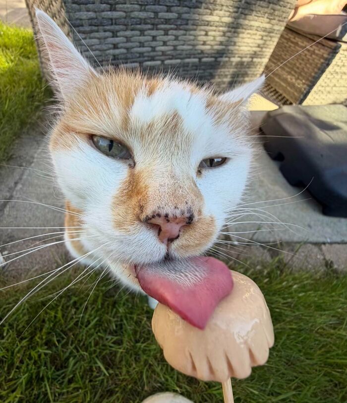 Cats + Their Food: 51 Hilarious Moments You Gotta See To Believe