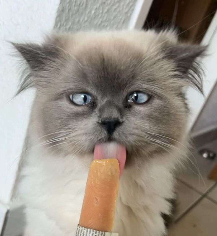 Cats + Their Food: 51 Hilarious Moments You Gotta See To Believe