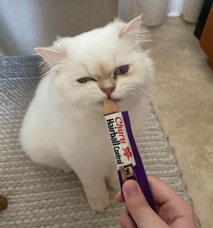 Cats + Their Food: 51 Hilarious Moments You Gotta See To Believe
