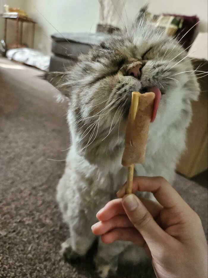 Cats + Their Food: 51 Hilarious Moments You Gotta See To Believe