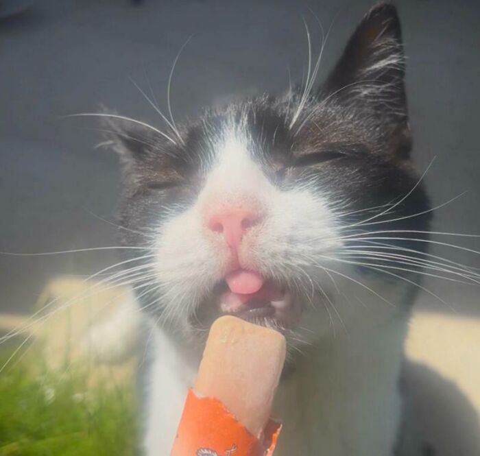 Cats + Their Food: 51 Hilarious Moments You Gotta See To Believe