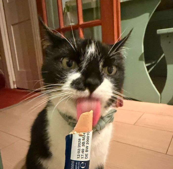 Cats + Their Food: 51 Hilarious Moments You Gotta See To Believe