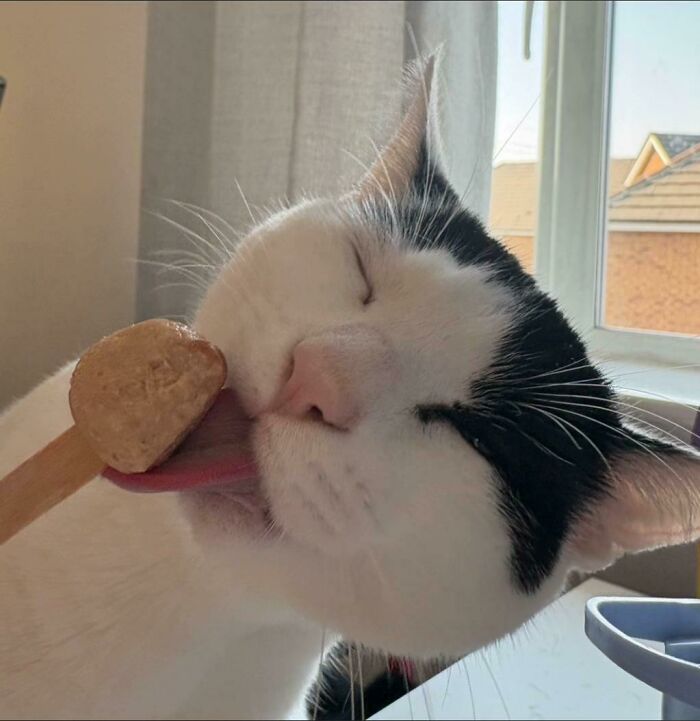 Cats + Their Food: 51 Hilarious Moments You Gotta See To Believe