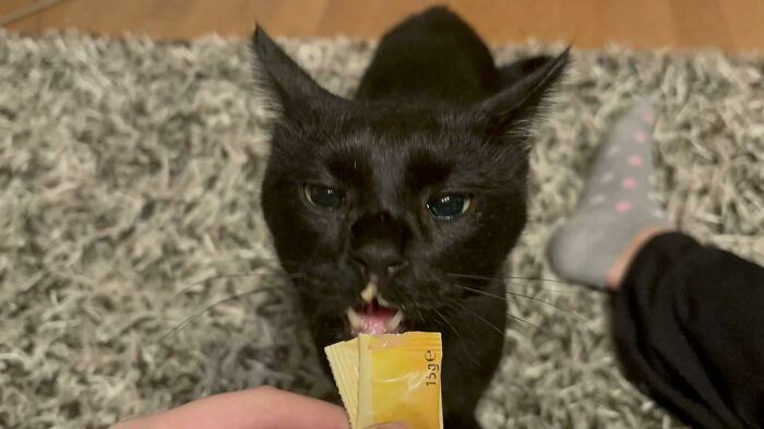 Cats + Their Food: 51 Hilarious Moments You Gotta See To Believe