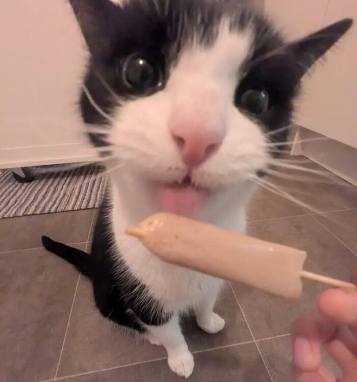 Cats + Their Food: 51 Hilarious Moments You Gotta See To Believe