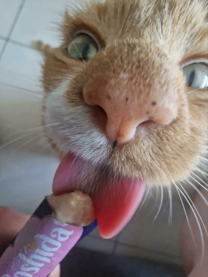 Cats + Their Food: 51 Hilarious Moments You Gotta See To Believe