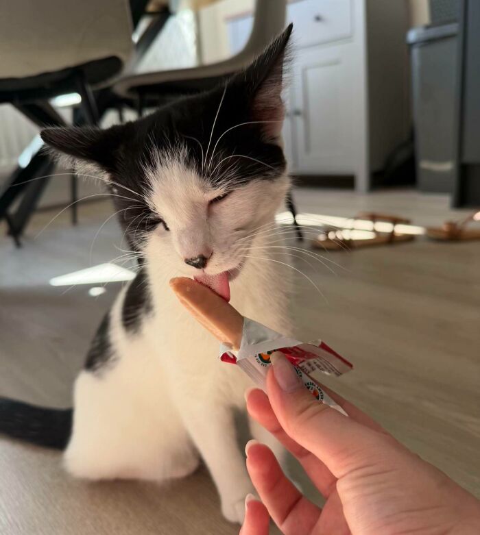 Cats + Their Food: 51 Hilarious Moments You Gotta See To Believe