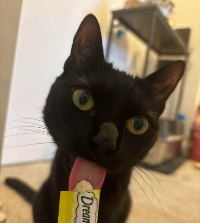 Cats + Their Food: 51 Hilarious Moments You Gotta See To Believe