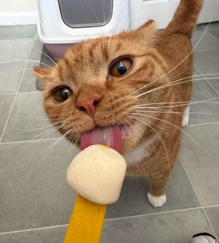 Cats + Their Food: 51 Hilarious Moments You Gotta See To Believe