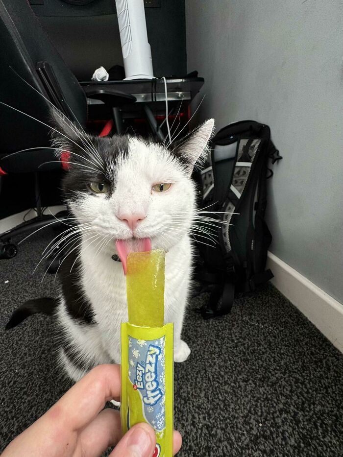 Cats + Their Food: 51 Hilarious Moments You Gotta See To Believe