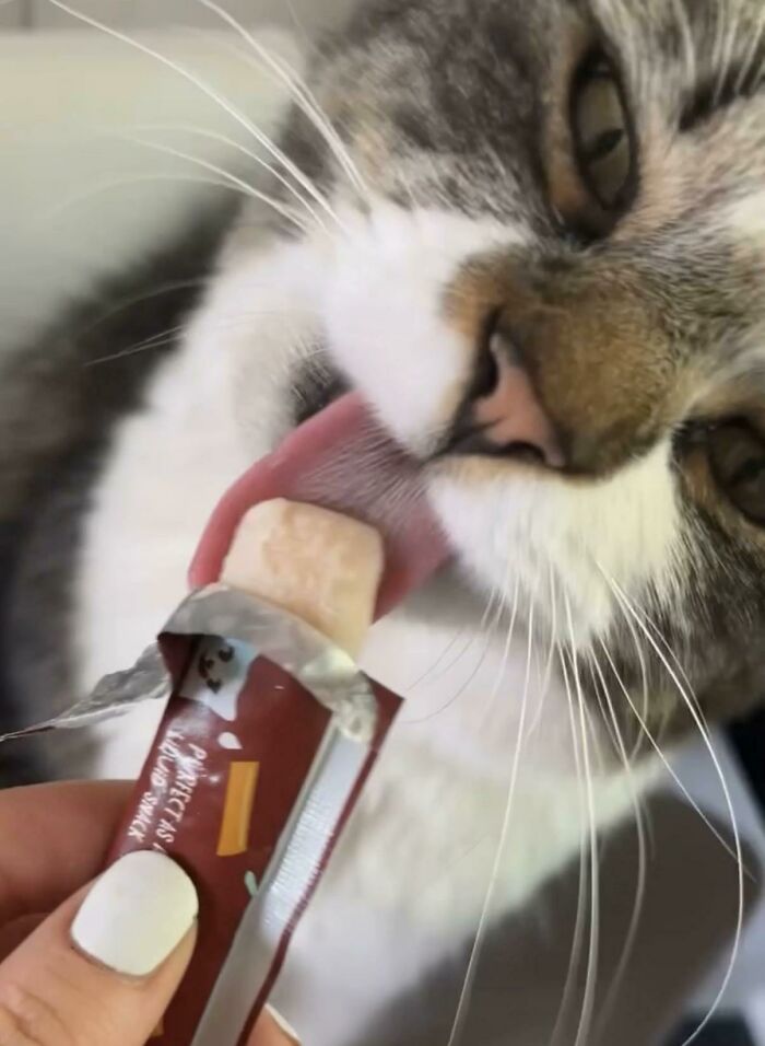 Cats + Their Food: 51 Hilarious Moments You Gotta See To Believe
