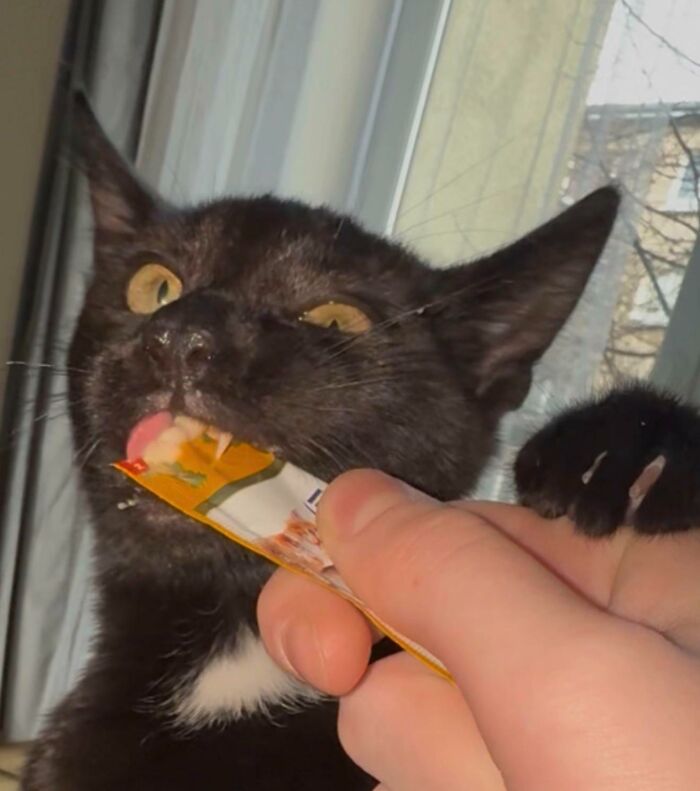 Cats + Their Food: 51 Hilarious Moments You Gotta See To Believe