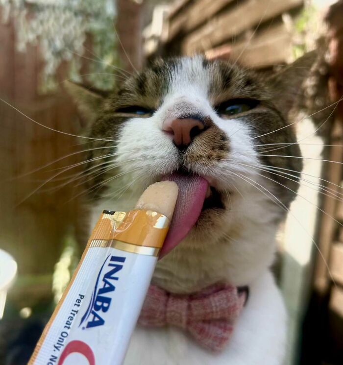Cats + Their Food: 51 Hilarious Moments You Gotta See To Believe