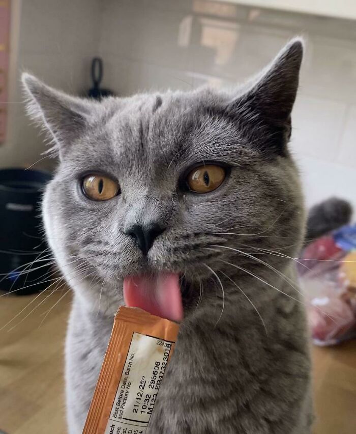 Cats + Their Food: 51 Hilarious Moments You Gotta See To Believe