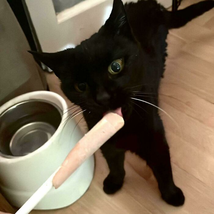 Cats + Their Food: 51 Hilarious Moments You Gotta See To Believe