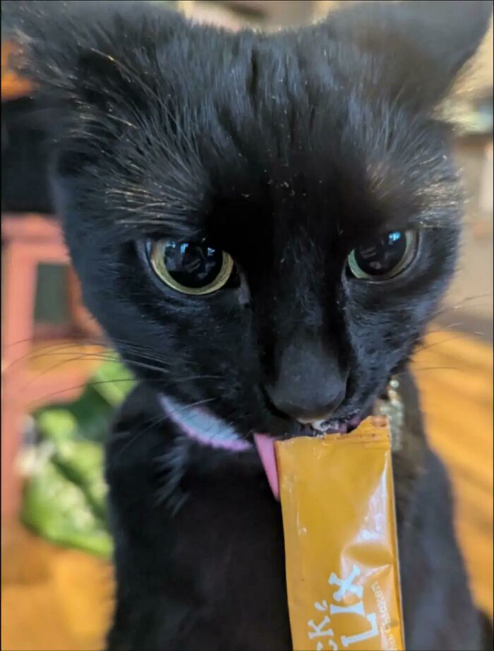 Cats + Their Food: 51 Hilarious Moments You Gotta See To Believe