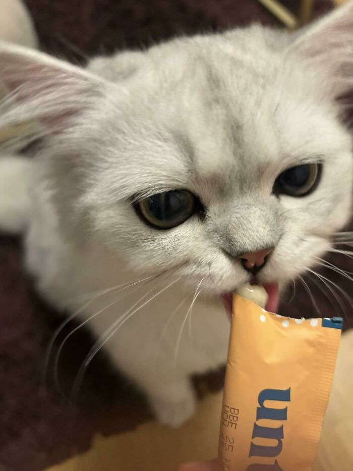 Cats + Their Food: 51 Hilarious Moments You Gotta See To Believe