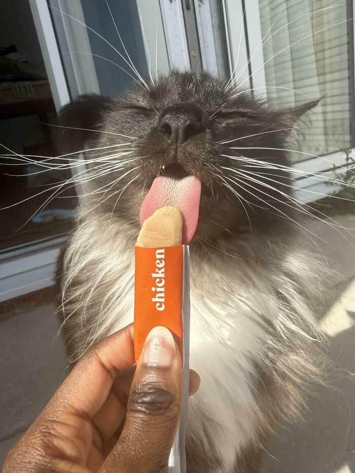 Cats + Their Food: 51 Hilarious Moments You Gotta See To Believe