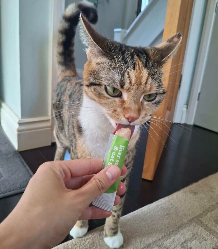 Cats + Their Food: 51 Hilarious Moments You Gotta See To Believe