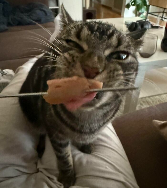 Cats + Their Food: 51 Hilarious Moments You Gotta See To Believe