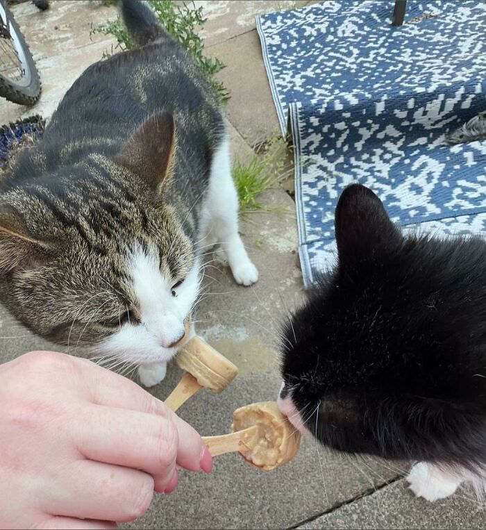 Cats + Their Food: 51 Hilarious Moments You Gotta See To Believe