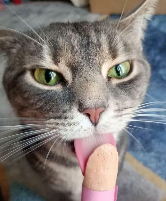 Cats + Their Food: 51 Hilarious Moments You Gotta See To Believe