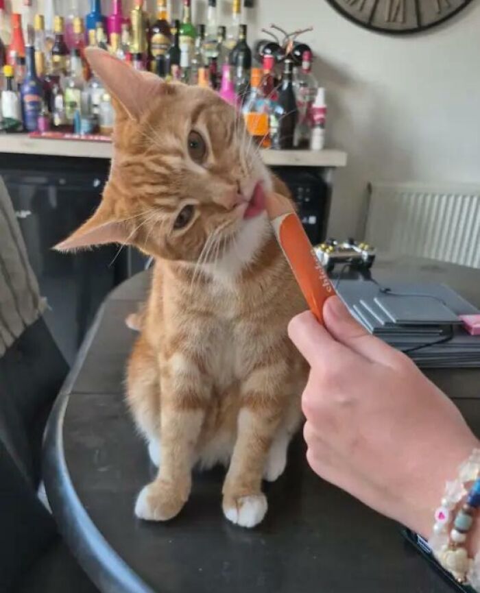 Cats + Their Food: 51 Hilarious Moments You Gotta See To Believe