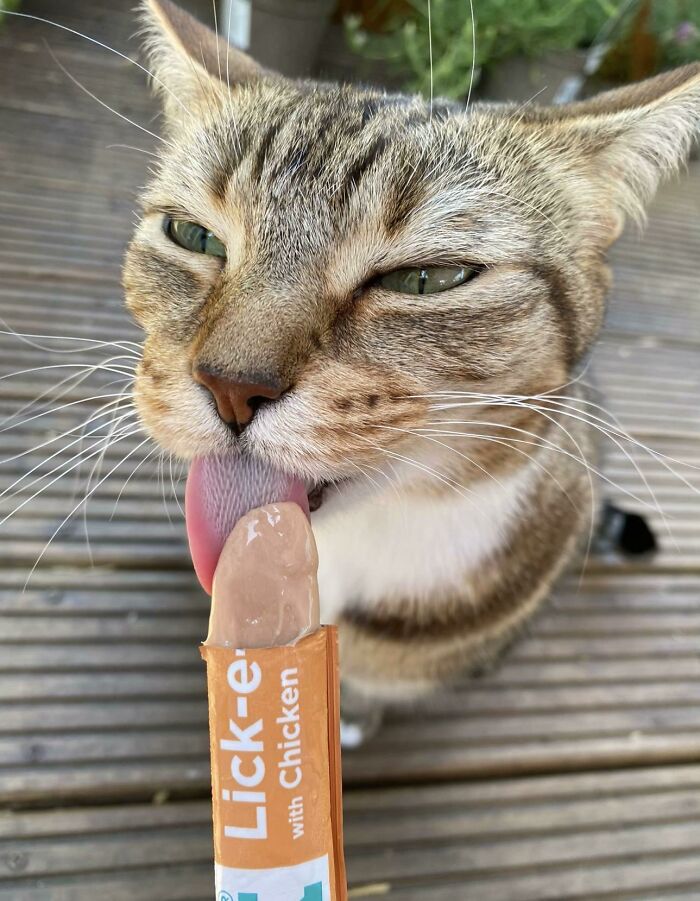 Cats + Their Food: 51 Hilarious Moments You Gotta See To Believe