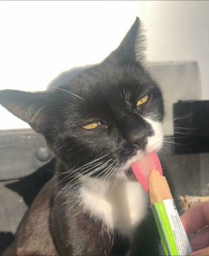 Cats + Their Food: 51 Hilarious Moments You Gotta See To Believe