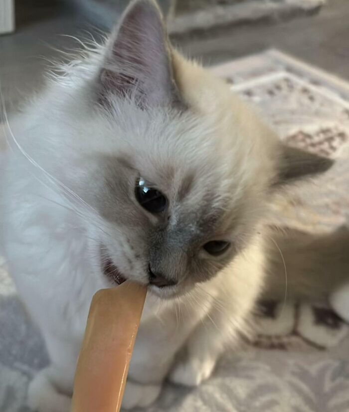 Cats + Their Food: 51 Hilarious Moments You Gotta See To Believe