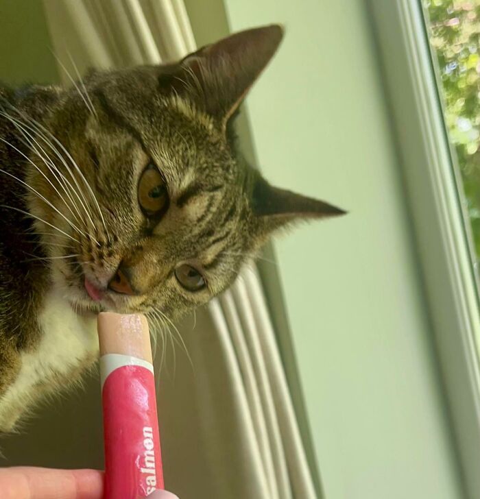 Cats + Their Food: 51 Hilarious Moments You Gotta See To Believe